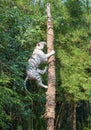 White tiger climbing trees show