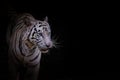 White tiger on close up face tiger isolated on black background Royalty Free Stock Photo