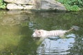 White tiger in cold water symbol of success and might.