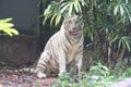 A White Tiger at a corner with a surprised shocked look Royalty Free Stock Photo