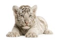 White Tiger cub (2 months) Royalty Free Stock Photo