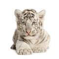 White Tiger cub (2 months) Royalty Free Stock Photo