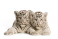 White Tiger cub (2 months) Royalty Free Stock Photo