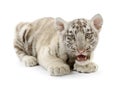 White Tiger cub (3 months) Royalty Free Stock Photo