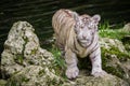 White tiger cub Royalty Free Stock Photo