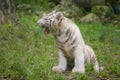 White tiger cub Royalty Free Stock Photo