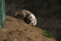 White Tiger cub practicing ambush in zoo Royalty Free Stock Photo