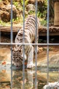 White Tiger Animal Wildlife in Zoo Royalty Free Stock Photo