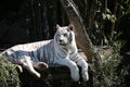 White Tiger