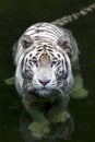 A white tiger enjoys a swim in the moat surrounding its enclosure at Singapore Zoo in Singapore.