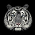 White tiger face. Royalty Free Stock Photo