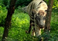 White Tiger - Fierce Eye Royalty Free Stock Photo