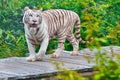 A white tiger is floating above a green leafy tree trunk Royalty Free Stock Photo