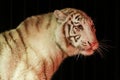 White tiger in front of black background Royalty Free Stock Photo