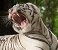 The white tiger growls Royalty Free Stock Photo