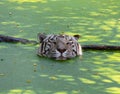 White Tiger hiding in the water from the heat Royalty Free Stock Photo