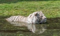 White Tiger hiding in the water from the heat Royalty Free Stock Photo