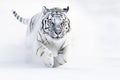 White Tiger hunting prey in snow