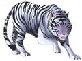 White tiger illustration in isolated background (vector) Royalty Free Stock Photo