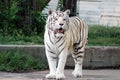 White tiger