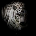 White tiger isolated on black background Royalty Free Stock Photo