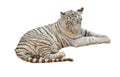 White tiger isolated Royalty Free Stock Photo