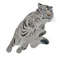 White tiger jumping