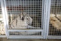 White tiger kept in cage inside a circus menagerie - animal abuse