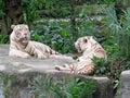 2 White tiger laying down Royalty Free Stock Photo