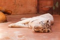 A white tiger lies on the floor in the zoo Royalty Free Stock Photo