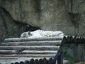 White tiger lies and rests