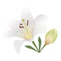 White tiger lily with burgundy spots. Flower, bud, leaves Royalty Free Stock Photo