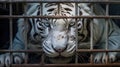 White tiger locked in cage. Lonely sick tiger in cramped jail behind bars with sad look. Concept of keeping animals in