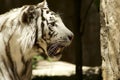 White tiger looking for Royalty Free Stock Photo
