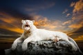 The white Tiger Royalty Free Stock Photo