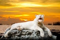 The white Tiger. Royalty Free Stock Photo