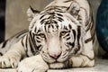 White Tiger Looking at You Royalty Free Stock Photo