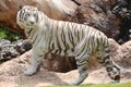 White tiger in Loro Park in Puerto de la Cruz on Tenerife, Canary Islands