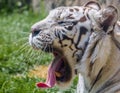 White tiger Royalty Free Stock Photo