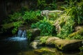 White Tiger Nestled in the jungle