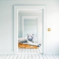 White tiger on the orange carpet Royalty Free Stock Photo