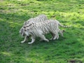 White tiger in pack three tigers follow each othe r