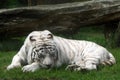 White tiger (panthera tigris)
