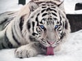 White tiger Panthera tigris bengalensis portrait with red tongue Royalty Free Stock Photo