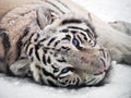 White tiger Panthera tigris bengalensis at snow portrait Royalty Free Stock Photo