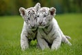 White Tiger, panthera tigris, Cub Royalty Free Stock Photo