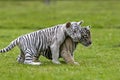 White Tiger, panthera tigris, Cub Royalty Free Stock Photo