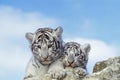White Tiger, panthera tigris, Cub Royalty Free Stock Photo