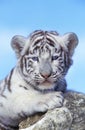 White Tiger, panthera tigris, Cub Royalty Free Stock Photo