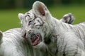 WHITE TIGER panthera tigris, CUB IN AGGRESSIVE POSTURE Royalty Free Stock Photo